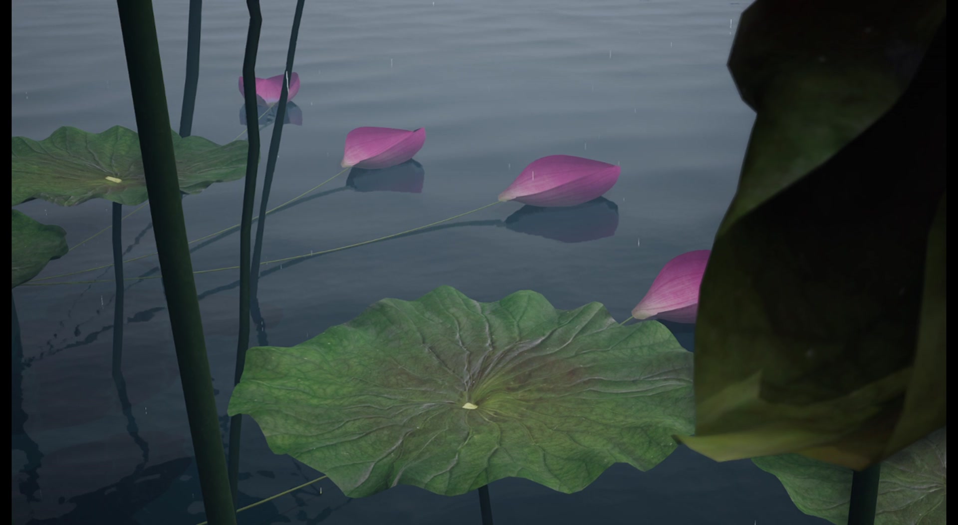 Giant lotus leaves shelter floating pink petals on a misty expanse of water