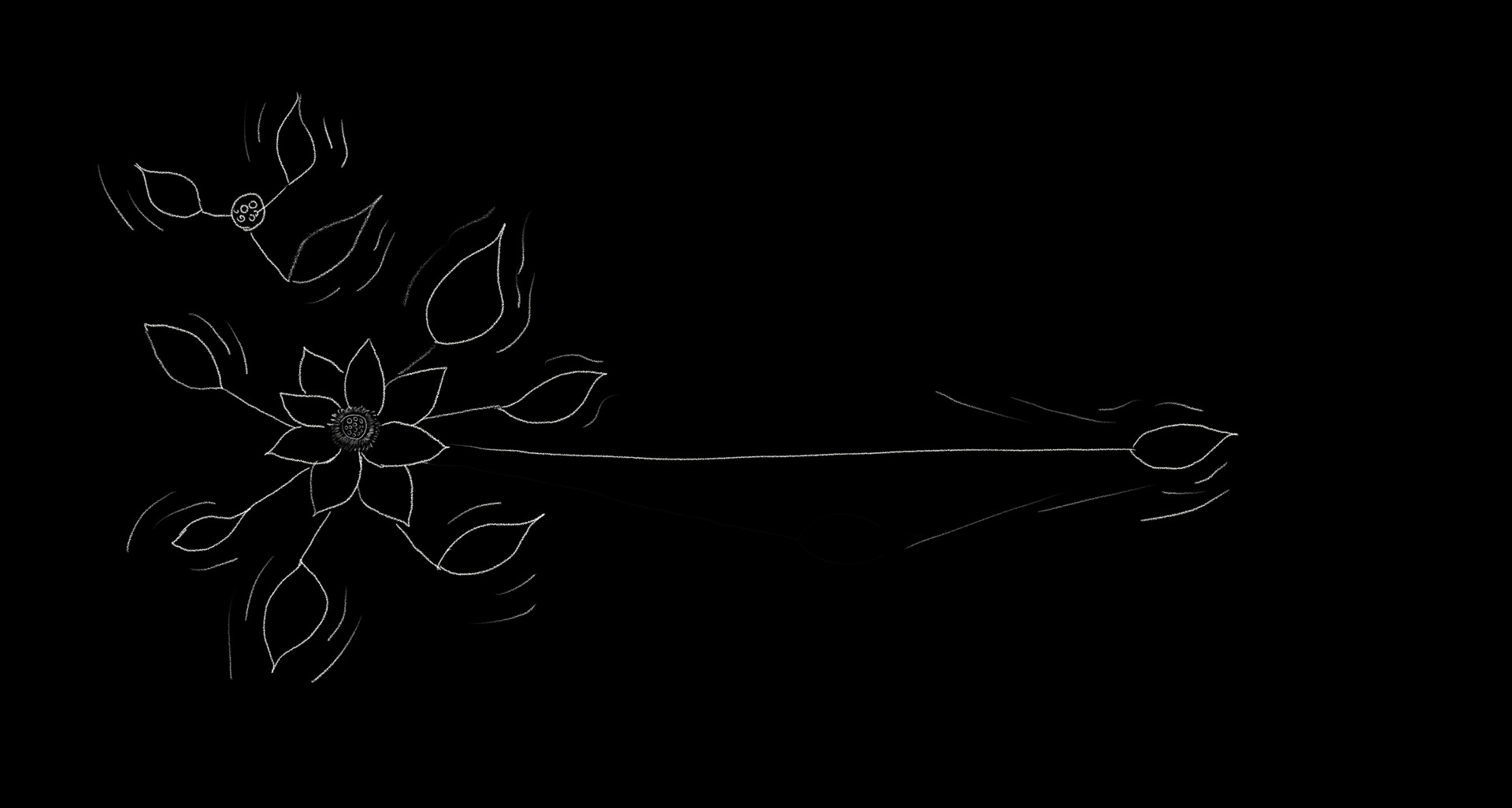 Early drawing of a petal separating from a lotus